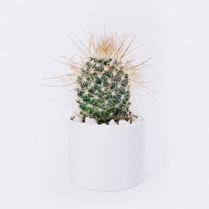 Store cactus3 free img
